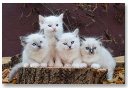 Kittens FuroCats
