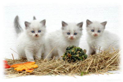 FuroCat kittens